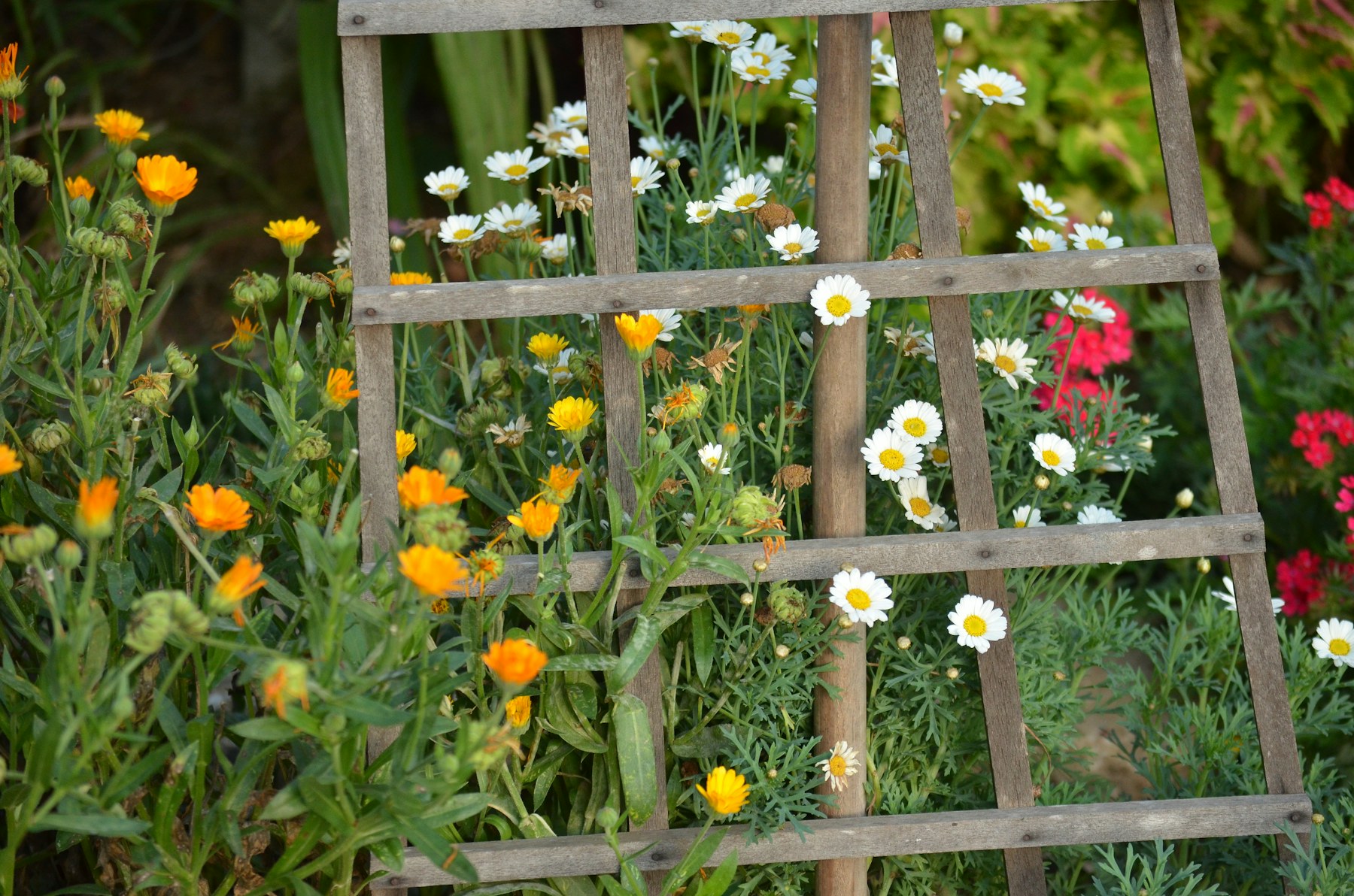 A real flower garden with layered seasonal planting