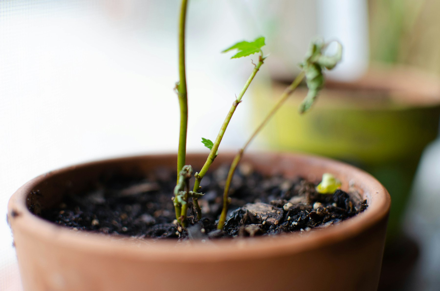 A real potted plant showing soil and root-zone context