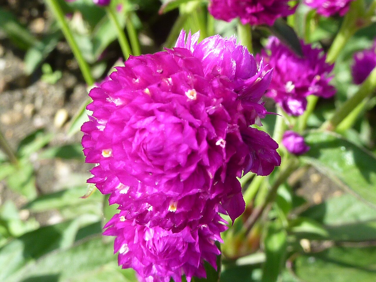 Purple globe amaranth (Gomphrena globosa) flower heads photographed at Cambridge University Botanic Garden